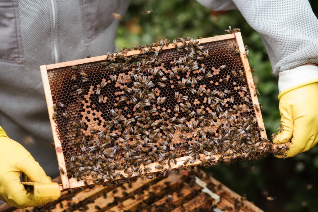 În drumul spre o agricultură prietenoasă cu natura, România folosește pesticide care omoară albine