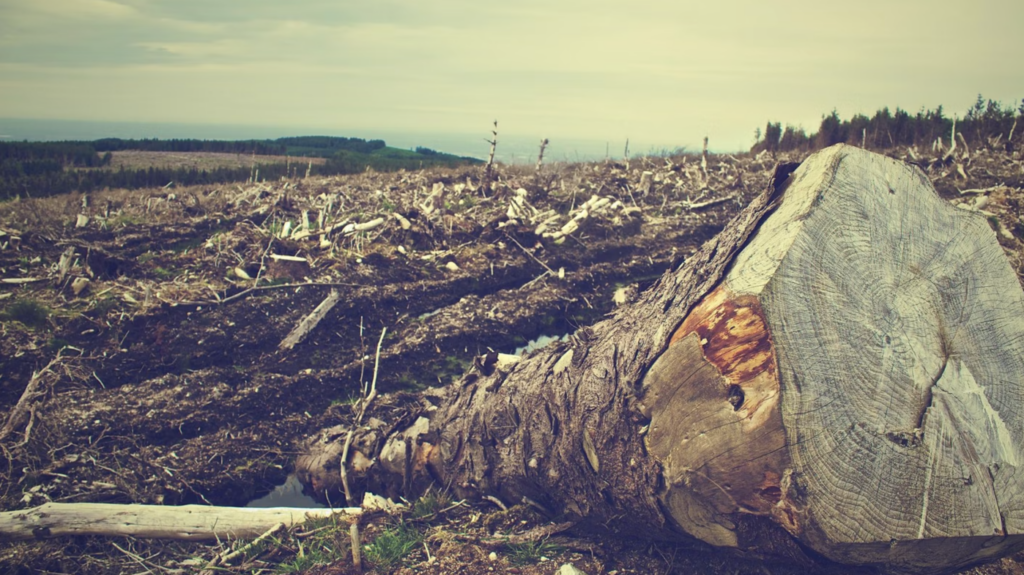 Tăierile ilegale de păduri în România s-au dublat ultimii zece ani, o problemă alarmantă