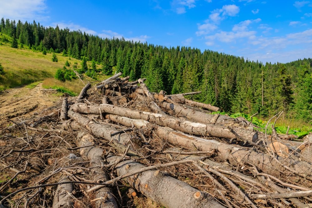 Care sunt principalele lacune ale sistemului de urmărire a trasabilității lemnului