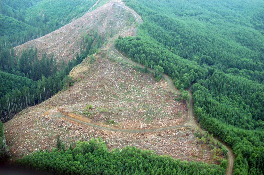 În 24 de ore se taie aproximativ 13 hectare, din care jumătate dispar fără acte, din pădure