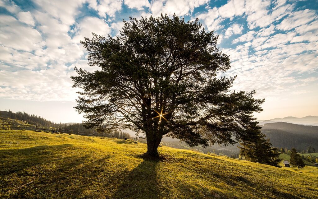 De ce nu are România o lege care să protejeze arborii seculari