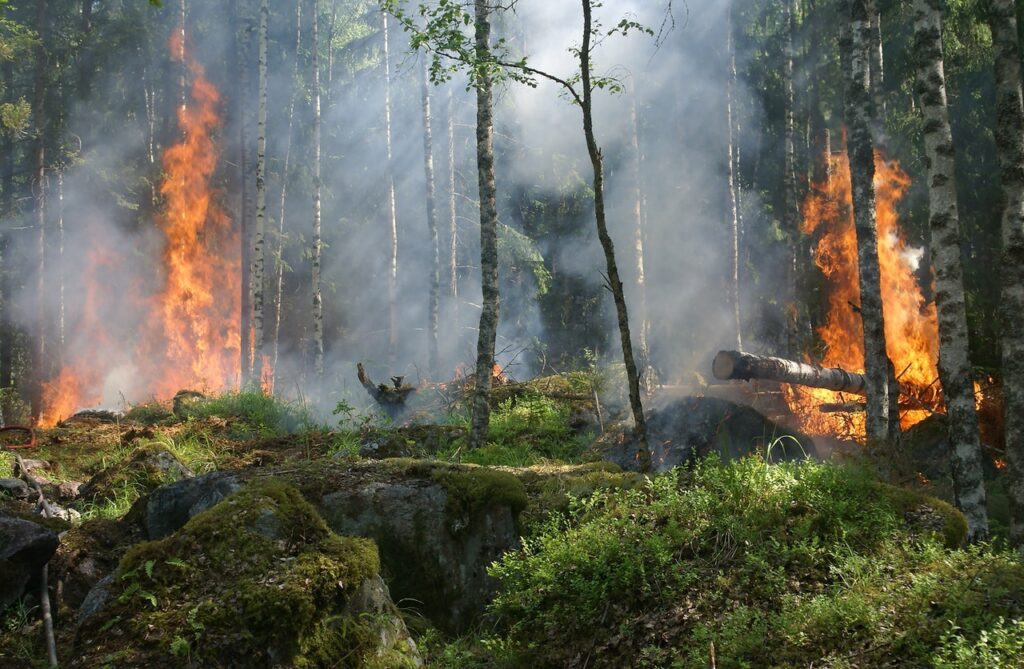 Tanczos Barna avertizează că riscul incendiilor de pădure este extrem de crescut: Fac apel la sporirea numărului de patrule Romsilva