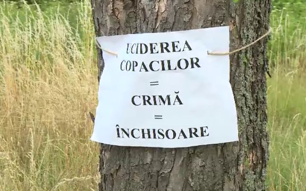 Dezastru ecologic lângă Parcul IOR. Sute de copaci s-au uscat, după ce au fost găuriți intenționat. Care este miza