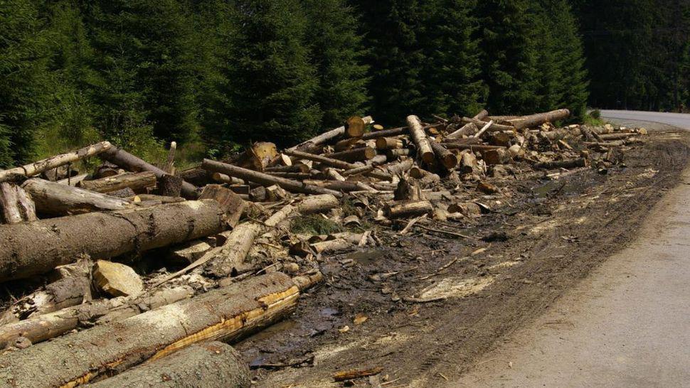 România și alte țări din Europa își sacrifică pădurile seculare pentru energie. Cum susține UE această practică
