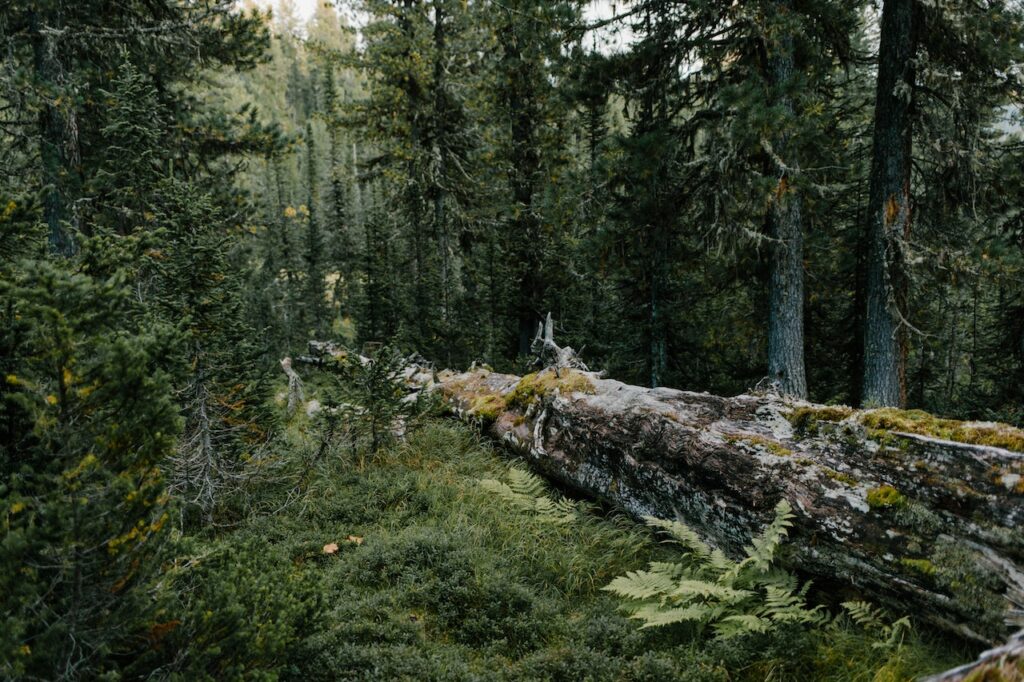 ASFOR: Expertii estoniei sustin că pădurile negestionate emit, astăzi, mai mult CO2 decât absorb