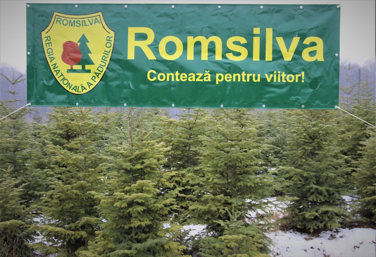 Prime de aproape 10.000 de euro (de persoană) pentru directori din Romsilva