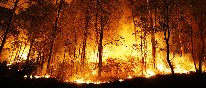 Mai mult de o treime din incendiile de vegetație din SUA sunt cauzate de combustibilii fosili