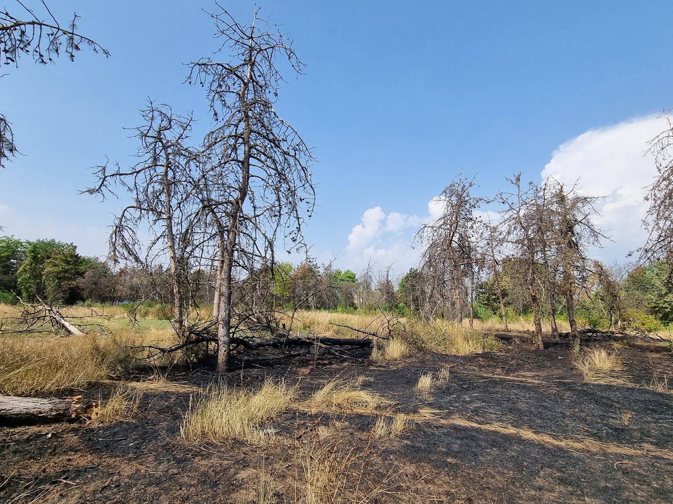 FOTO Cum arăta zona retrocedată după incendiul de pe 29 august 2023